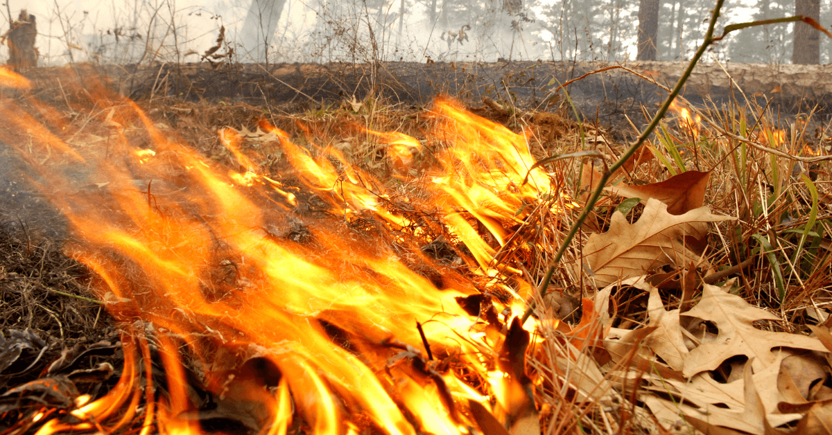 Conducting Controlled Burns on Your Property